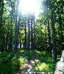 Wanderung durch Österreichs Wälder (Natur pur) - St. Corona / Schöpfl - Mi 04.06.2003 - 23