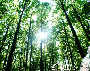 Wanderung durch Österreichs Wälder (Natur pur) - St. Corona / Schöpfl - Mi 04.06.2003 - 27