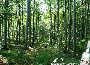 Wanderung durch Österreichs Wälder (Natur pur) - St. Corona / Schöpfl - Mi 04.06.2003 - 31