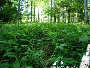 Wanderung durch Österreichs Wälder (Natur pur) - St. Corona / Schöpfl - Mi 04.06.2003 - 50