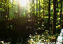 Wanderung durch Österreichs Wälder (Natur pur) - St. Corona / Schöpfl - Mi 04.06.2003 - 55