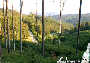 Wanderung durch Österreichs Wälder (Natur pur) - St. Corona / Schöpfl - Mi 04.06.2003 - 59