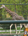 Frühling im Zoo - Tiergarten Schönbrunn - Mi 14.04.2004 - 42