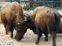Frühling im Zoo TEIL 2 - Tiergarten Schönbrunn - Fr 28.03.2003 - 19