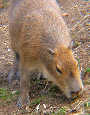 Frühling im Zoo TEIL 2 - Tiergarten Schönbrunn - Fr 28.03.2003 - 71