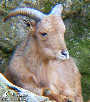 Frühling im Zoo TEIL 2 - Tiergarten Schönbrunn - Fr 28.03.2003 - 90