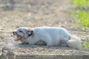 1 Tag auf Gut Aiderbichl - Gut Aiderbichl Gänserndorf - Fr 24.04.2015 - 242