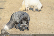 1 Tag auf Gut Aiderbichl - Gut Aiderbichl Gänserndorf - Fr 24.04.2015 - 269