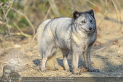 1 Tag auf Gut Aiderbichl - Gut Aiderbichl Gänserndorf - Fr 24.04.2015 - 271