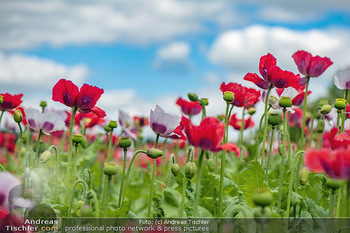 Österreich in Farben - Österreich - Mo 02.07.2018 - Mohnfelder blühen, Mohn, Mohnblume, Mohndorf, Waldviertel, Mohn3
