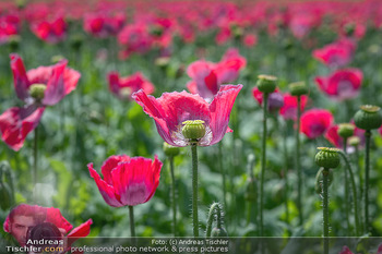 Österreich in Farben - Österreich - Mo 02.07.2018 - Mohnfelder blühen, Mohn, Mohnblume, Mohndorf, Waldviertel, Mohn25