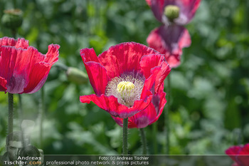 Österreich in Farben - Österreich - Mo 02.07.2018 - Mohnfelder blühen, Mohn, Mohnblume, Mohndorf, Waldviertel, Mohn26