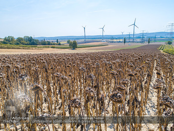 Hitze und Dürre - Niederösterreich - Do 23.08.2018 - Klimawandel Dürre Hitzewelle Hitzeperiode Landwirtschaft vertro1