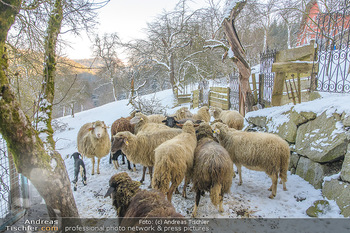 Fotoshooting Silvia Schneider - Div. Locations Österreich - Mo 25.02.2019 - Schafe, Schafherde im Schnee74