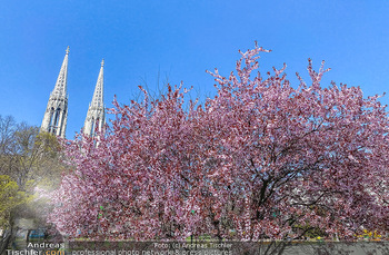 Corona Feature und Frühling - Wien und Wachau - Di 24.03.2020 - Frühlingsblüte in Wien während Coronavirus Pandemie, Bäume b1