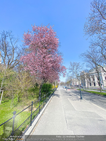 Corona Feature und Frühling - Wien und Wachau - Di 24.03.2020 - Frühling in Wien, blühende Bäume während Coronavirus Pandemi38