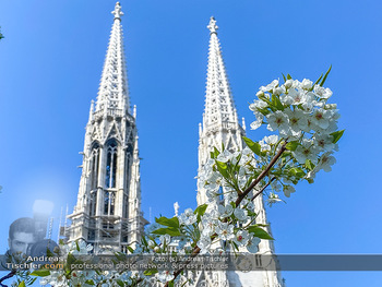 Corona Feature und Frühling - Wien und Wachau - Di 24.03.2020 - Frühlingsblüte in Wien während Coronavirus Pandemie, Bäume b77