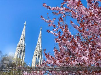 Corona Feature und Frühling - Wien und Wachau - Di 24.03.2020 - Frühlingsblüte in Wien während Coronavirus Pandemie, Bäume b80