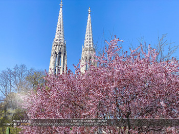 Corona Feature und Frühling - Wien und Wachau - Di 24.03.2020 - Frühlingsblüte in Wien während Coronavirus Pandemie, Bäume b81