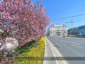 Corona Feature und Frühling - Wien und Wachau - Di 24.03.2020 - Frühlingsblüte in Wien während Coronavirus Pandemie, Bäume b83