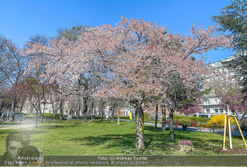 Corona Feature und Frühling - Wien und Wachau - Di 24.03.2020 - Frühlingsblüte in Wien während Coronavirus Pandemie, Bäume b84