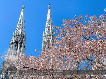 Corona Feature und Frühling - Wien und Wachau - Di 24.03.2020 - Frühlingsblüte in Wien während Coronavirus Pandemie, Bäume b85