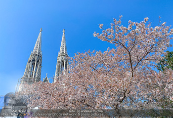 Corona Feature und Frühling - Wien und Wachau - Di 24.03.2020 - Frühlingsblüte in Wien während Coronavirus Pandemie, Bäume b86