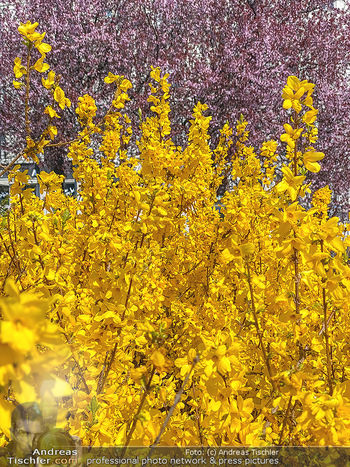 Corona Feature und Frühling - Wien und Wachau - Di 24.03.2020 - Frühlingsblüte in Wien während Coronavirus Pandemie, Bäume b87