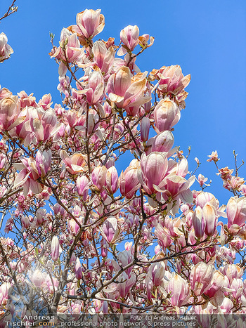 Corona Feature und Frühling - Wien und Wachau - Di 24.03.2020 - Magnolienbaum Frühlingsblüte Wien während Coronavirus Pandemi91