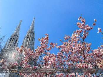 Corona Feature und Frühling - Wien und Wachau - Di 24.03.2020 - Magnolienbaum Frühlingsblüte Wien während Coronavirus Pandemi93