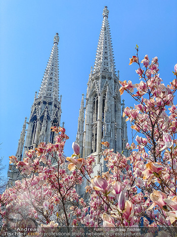 Corona Feature und Frühling - Wien und Wachau - Di 24.03.2020 - Magnolienbaum Frühlingsblüte Wien während Coronavirus Pandemi94