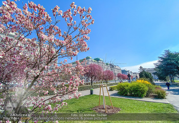 Corona Feature und Frühling - Wien und Wachau - Di 24.03.2020 - Magnolienbaum Frühlingsblüte Wien während Coronavirus Pandemi96