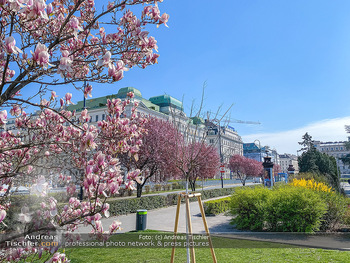 Corona Feature und Frühling - Wien und Wachau - Di 24.03.2020 - Magnolienbaum Frühlingsblüte Wien während Coronavirus Pandemi97