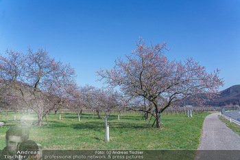 Corona Feature und Frühling - Wien und Wachau - Di 24.03.2020 - Marillenlüte Bäume blühen in der Wachau bei Drünstein, Weiss103