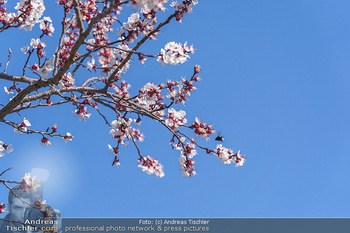 Corona Feature und Frühling - Wien und Wachau - Di 24.03.2020 - Marillenlüte Bäume blühen in der Wachau bei Drünstein, Weiss104