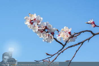 Corona Feature und Frühling - Wien und Wachau - Di 24.03.2020 - Marillenlüte Bäume blühen in der Wachau bei Drünstein, Weiss108