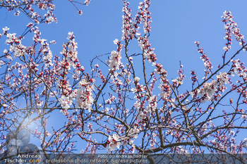 Corona Feature und Frühling - Wien und Wachau - Di 24.03.2020 - Marillenlüte Bäume blühen in der Wachau bei Drünstein, Weiss110