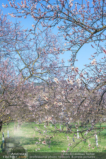 Corona Feature und Frühling - Wien und Wachau - Di 24.03.2020 - Marillenlüte Bäume blühen in der Wachau bei Drünstein, Weiss111