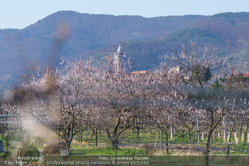 Corona Feature und Frühling - Wien und Wachau - Di 24.03.2020 - Marillenlüte Bäume blühen in der Wachau bei Drünstein, Weiss112