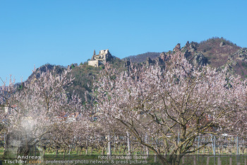 Corona Feature und Frühling - Wien und Wachau - Di 24.03.2020 - Marillenlüte Bäume blühen in der Wachau bei Drünstein, Weiss113