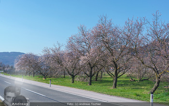 Corona Feature und Frühling - Wien und Wachau - Di 24.03.2020 - Marillenlüte Bäume blühen in der Wachau bei Drünstein, Weiss120