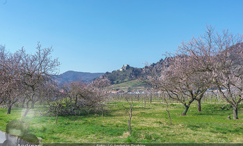 Corona Feature und Frühling - Wien und Wachau - Di 24.03.2020 - Marillenlüte Bäume blühen in der Wachau bei Drünstein, Weiss122