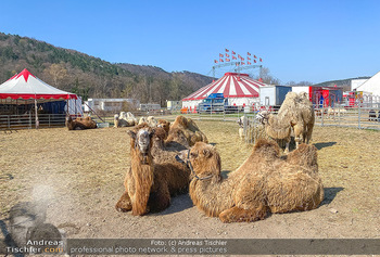 Corona Feature - Wien, NÖ - So 05.04.2020 - gestrandeter Zirkus bei Berndorf NÖ Tiere Kamele Pferde Ponys W39