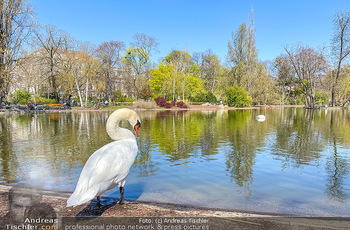 Corona Feature - Wien, NÖ - So 05.04.2020 - weißer Schwan genießt die Ruhe am Wasser Teich im Wiener Stadt77