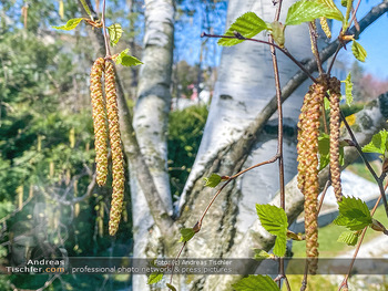 Birkenpollen Feature - Niederösterreich - Do 09.04.2020 - Birkenpollen Birken Baumstamm Baumkrone Idylle Natur Erholung Po1