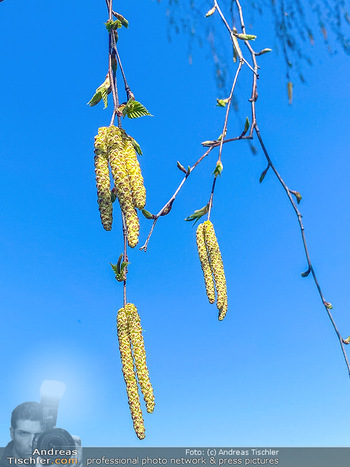 Birkenpollen Feature - Niederösterreich - Do 09.04.2020 - Birkenpollen Birken Baum Pollensaison Hochsaison für Allergiker3