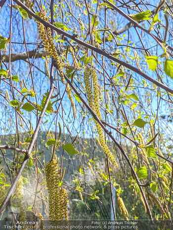 Birkenpollen Feature - Niederösterreich - Do 09.04.2020 - Birkenpollen Birken Baum Pollensaison Hochsaison für Allergiker5