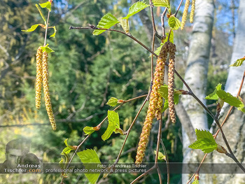 Birkenpollen Feature - Niederösterreich - Do 09.04.2020 - Birkenpollen Birken Baum Pollensaison Hochsaison für Allergiker7