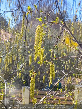 Birkenpollen Feature - Niederösterreich - Do 09.04.2020 - Birkenpollen Birken Baum Pollensaison Hochsaison für Allergiker8
