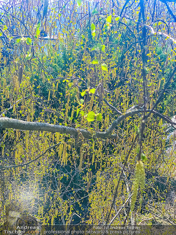 Birkenpollen Feature - Niederösterreich - Do 09.04.2020 - Birkenpollen Birken Baum Pollensaison Hochsaison für Allergiker10